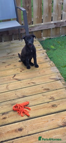 Mixed Breed dogs Puppy - Advert 1