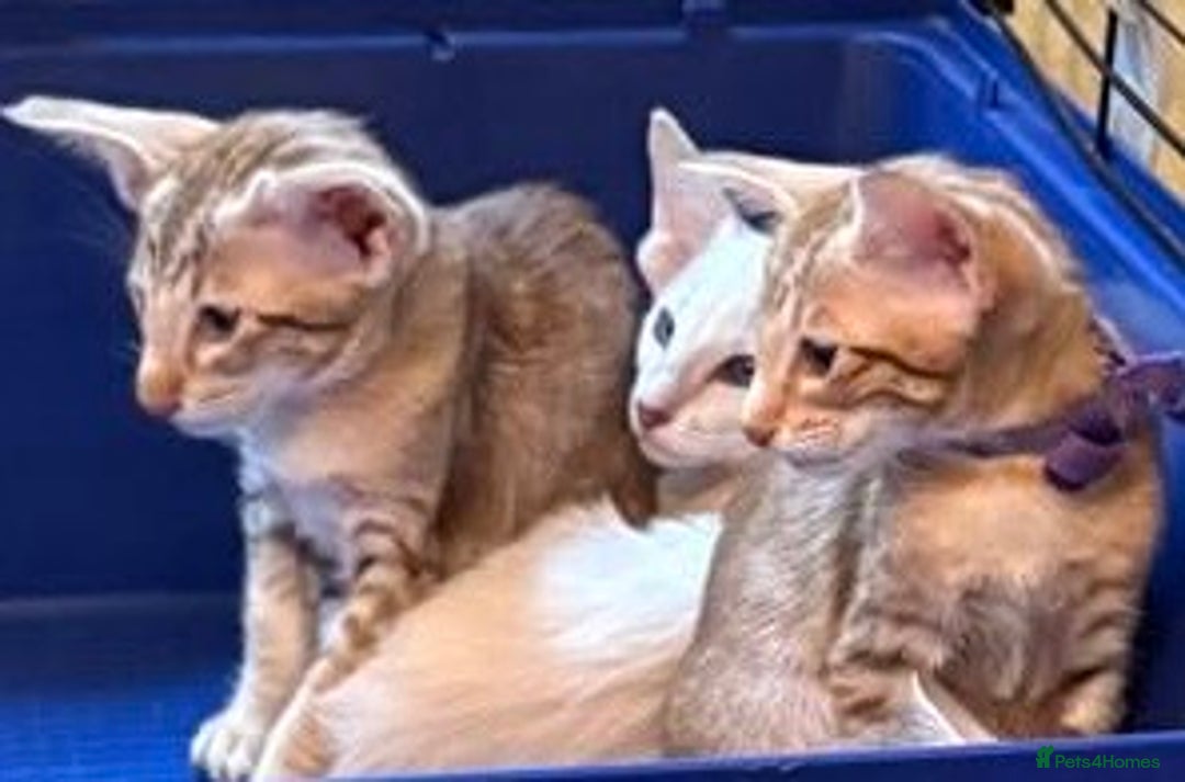 Oriental cats for sale: GCCF Oriental - Image 19