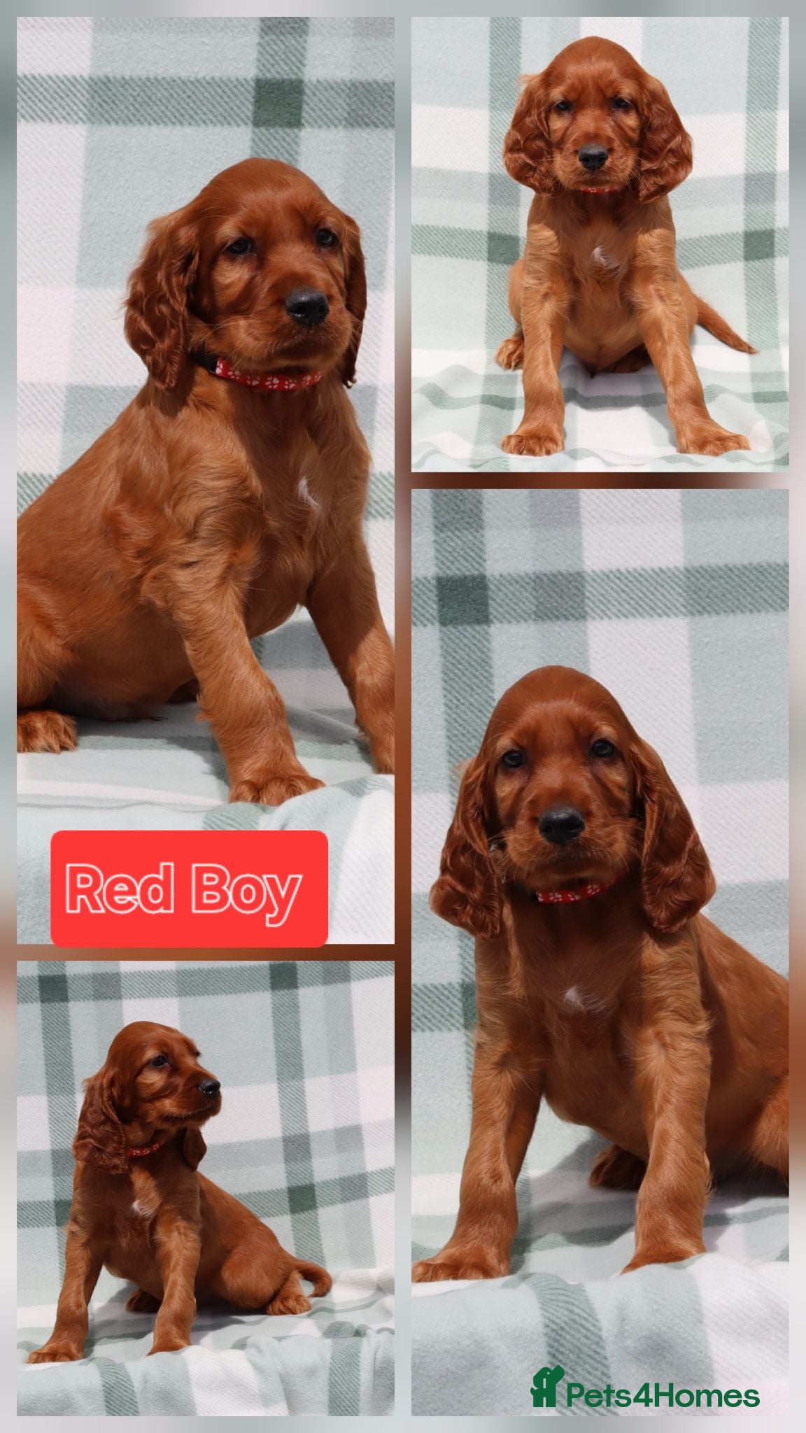 Irish Setter dogs Irish setter boy looking for his new family  - Advert 1