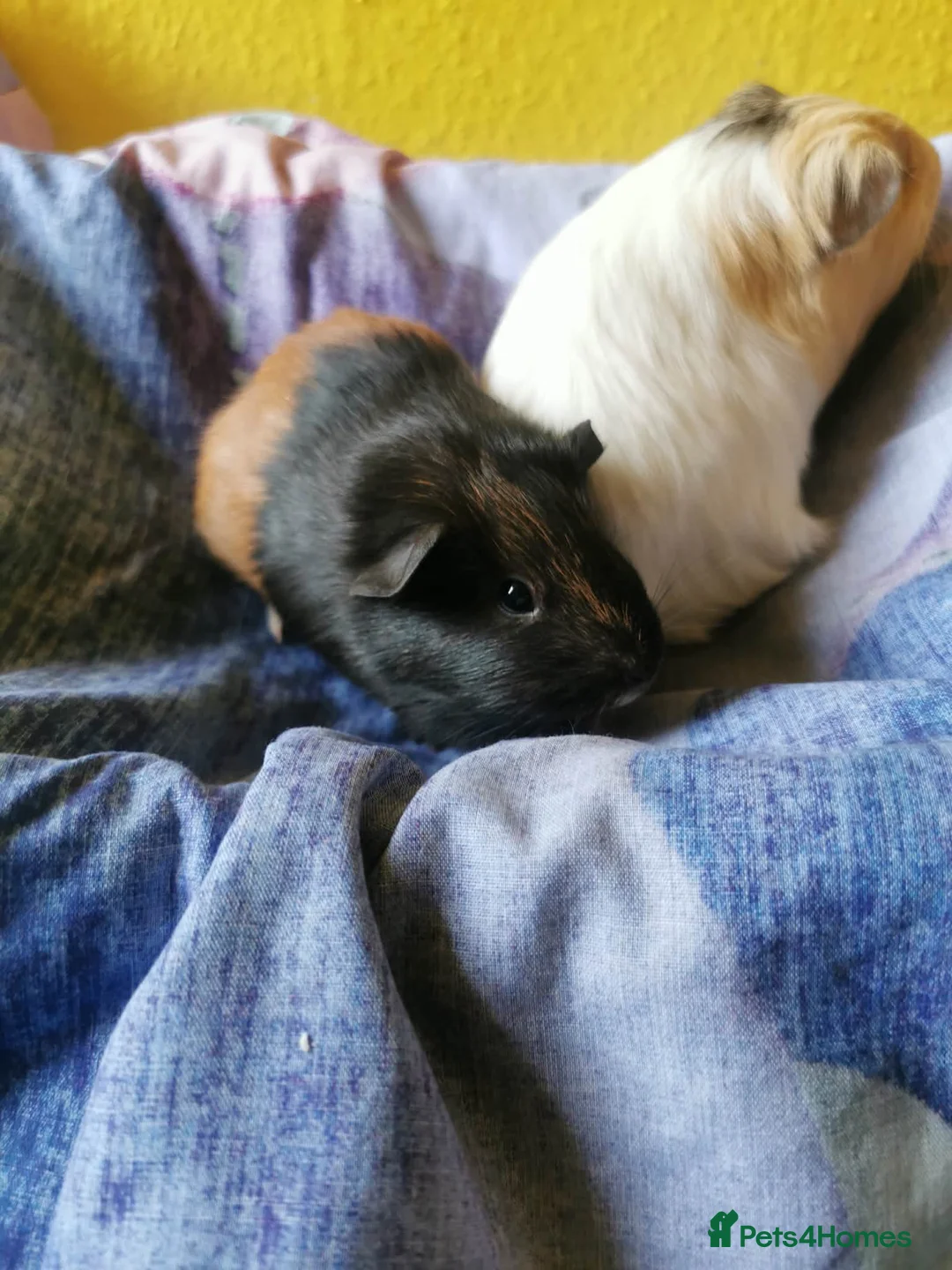 Guinea Pig rodents for sale: 5 Adorable Guinea pigs *READ DESCRITION* - Advert 5