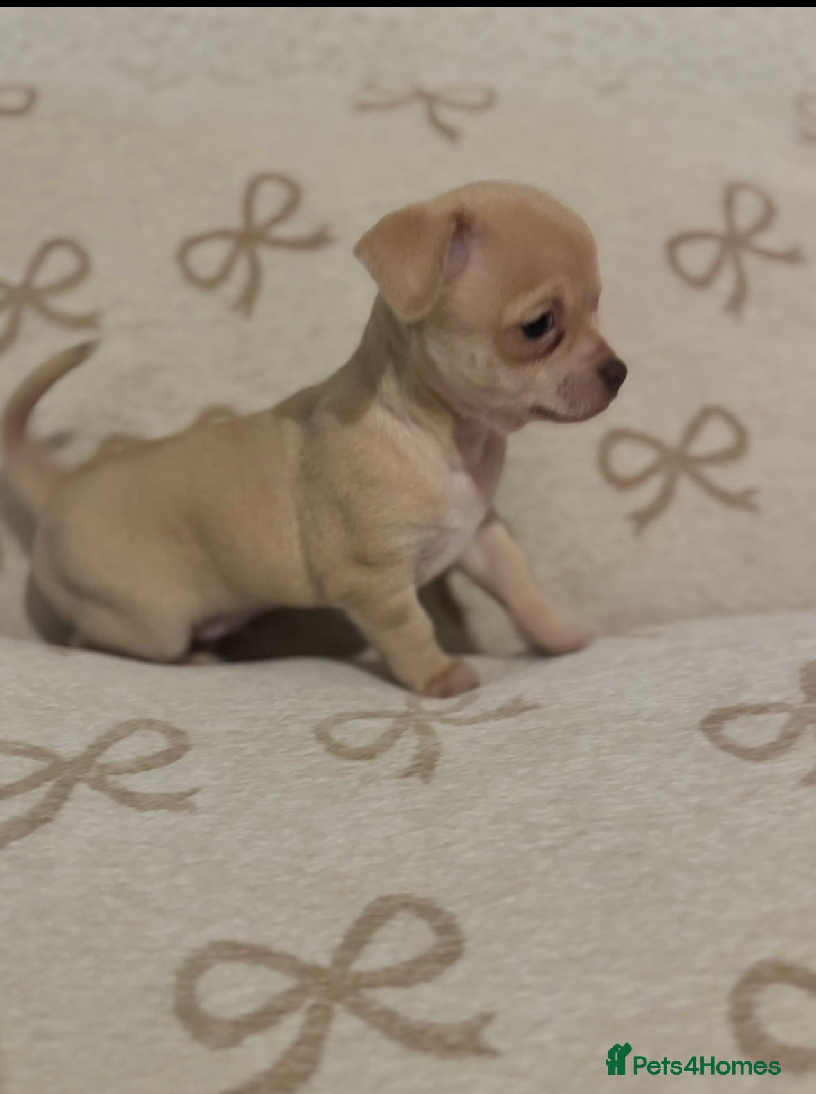 Chihuahua dogs Fawn chihuahua puppy ready 24th Dec 🎁 **  - Advert 12