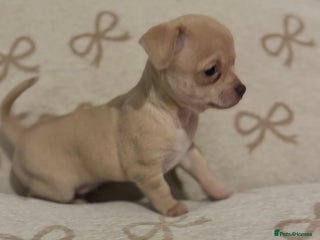 Chihuahua dogs Fawn chihuahua puppy ready 24th Dec 🎁 ** - Advert 6