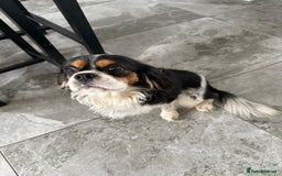 Cavalier King Charles Spaniel dogs for sale: Cavalier King charles - Image 1