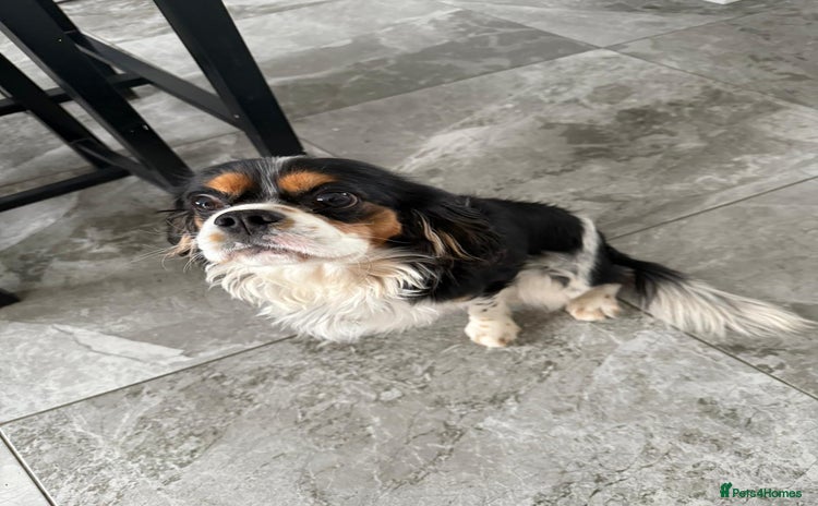 Cavalier King Charles Spaniel dogs - Advert 5
