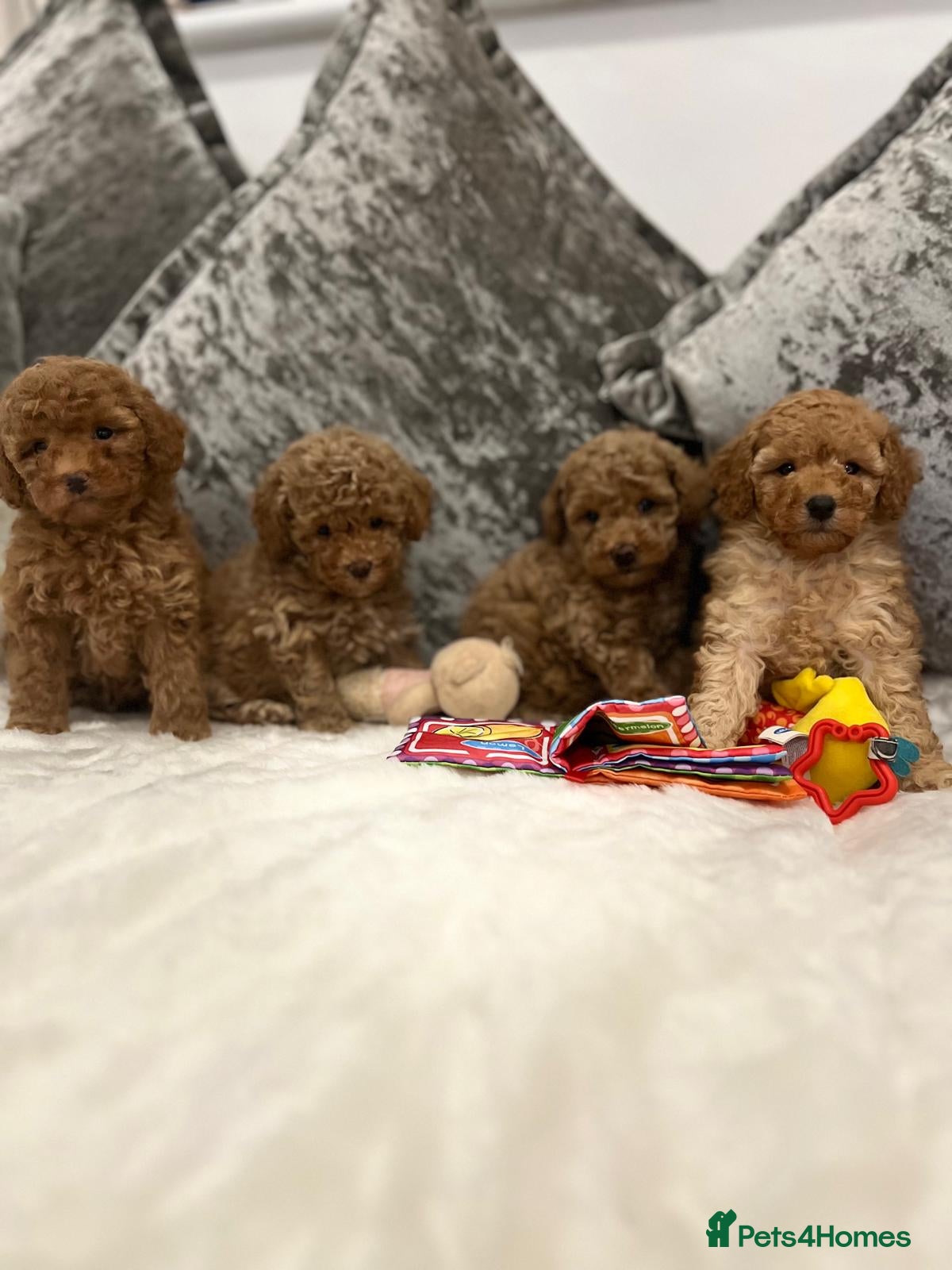 Cavapoo dogs Mixed litter ofBeautiful cavapoo  - Advert 3