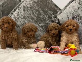 Cavapoo dogs Mixed litter of Beautiful cavapoo - Advert 2