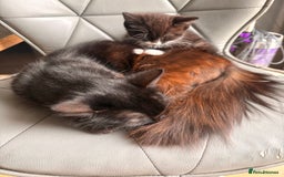 Ragdoll cats for sale: House kitten and mum - Image 2