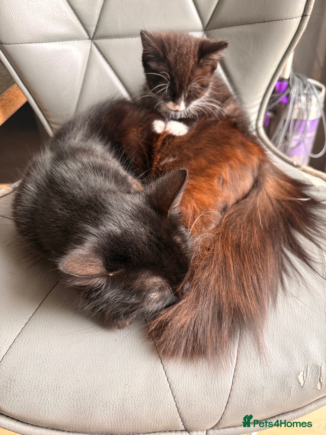 Ragdoll cats for sale: House kitten and mum - Image 2