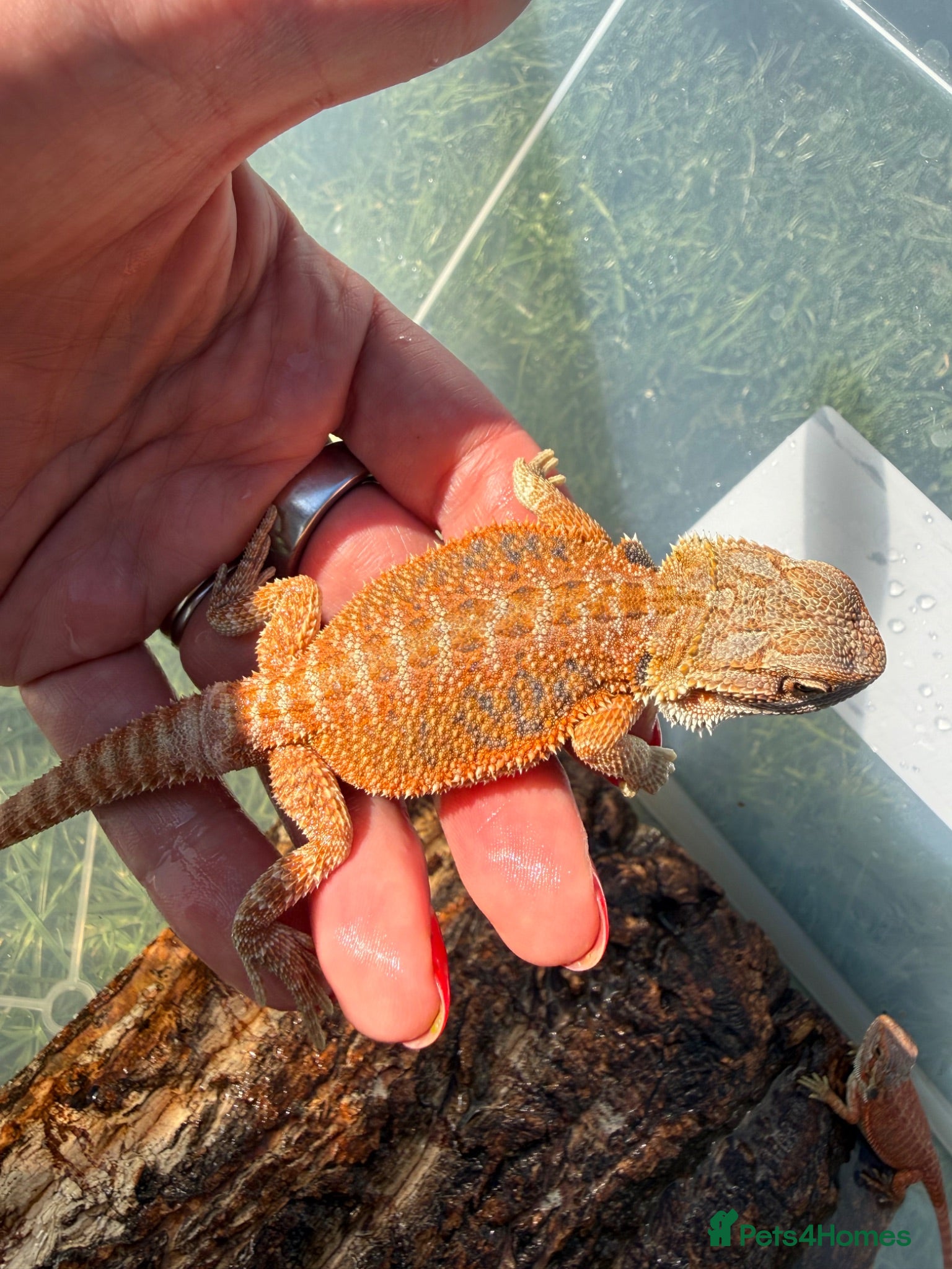 Bearded Dragon reptiles Bearded dragon babies - red monster line  - Advert 1