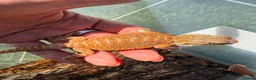Bearded Dragon reptiles for sale: Bearded dragon babies - red monster line  - Advert 1