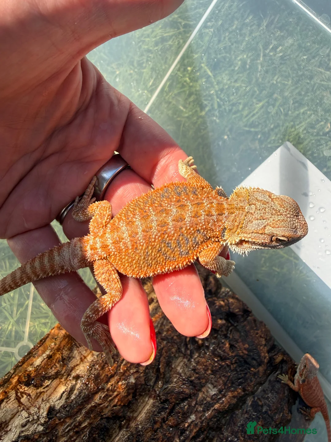 Bearded Dragon reptiles for sale: Bearded dragon babies - red monster line  - Advert 1