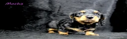 Miniature Dachshund dogs for sale: 🌟Dapple & Black Tan PRA Clear KC reg – June 26🌟 - Advert 4