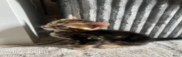 Bengal cats for sale: 🐾 Beautiful Bengal Kittens 🐾 - Advert 35