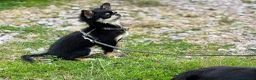 Chihuahua dogs for sale: KC reg chihuahua girl pup (health tested parents) - Advert 9