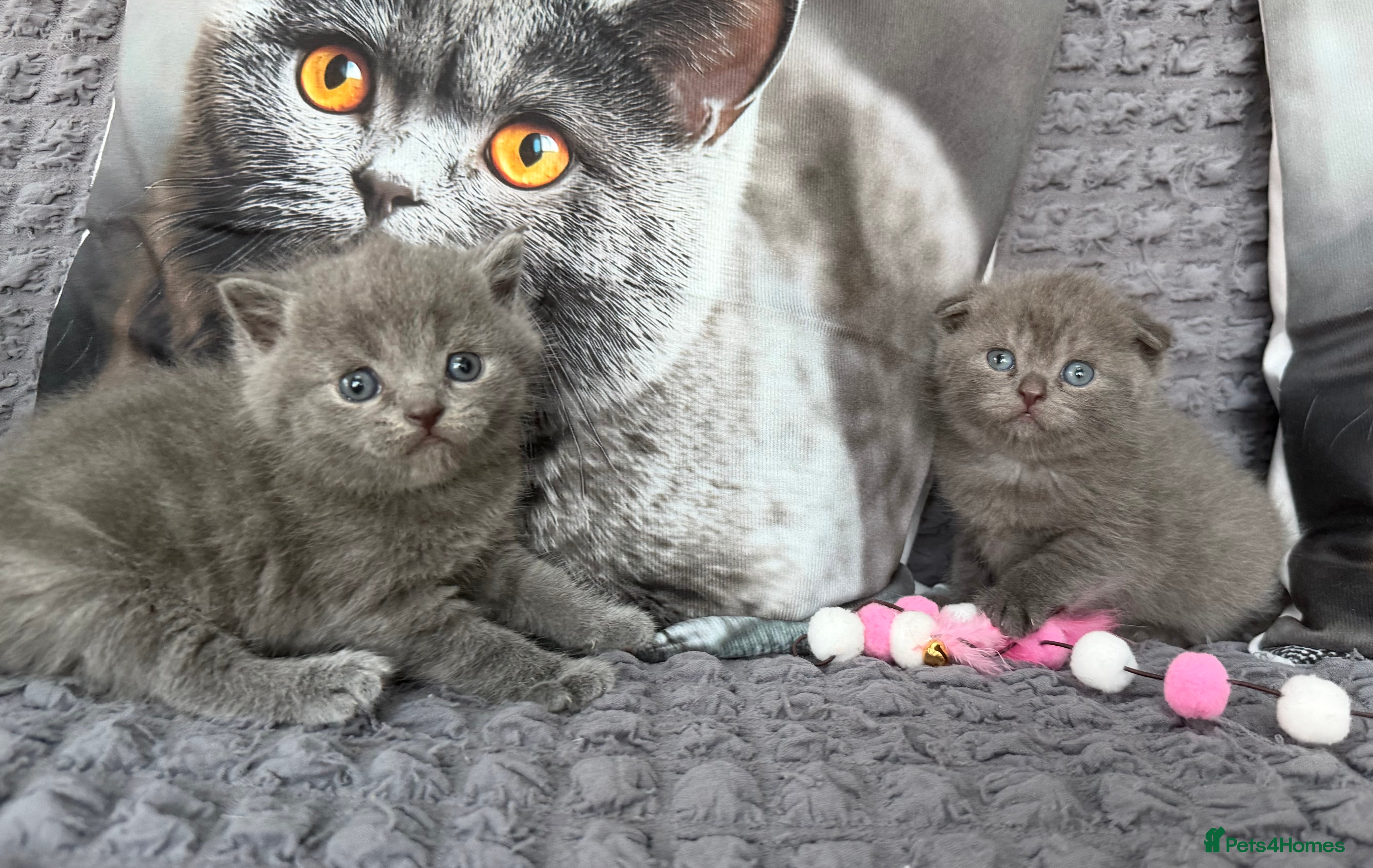 Scottish Fold cats Discount available ❤️Lovely scotish kittens💕💕💕 - Advert 2