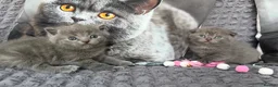Scottish Fold cats for sale: Discount available ❤️Lovely scotish kittens💕💕💕 - Advert 6