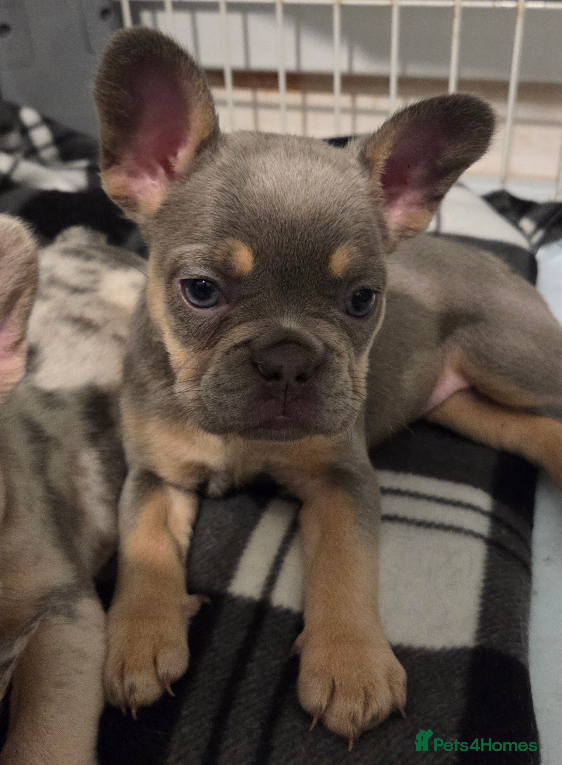 French Bulldog dogs French bulldog puppys kc registered  - Advert 5