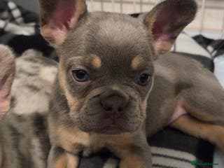 French Bulldog dogs French bulldog puppys kc registered - Advert 5