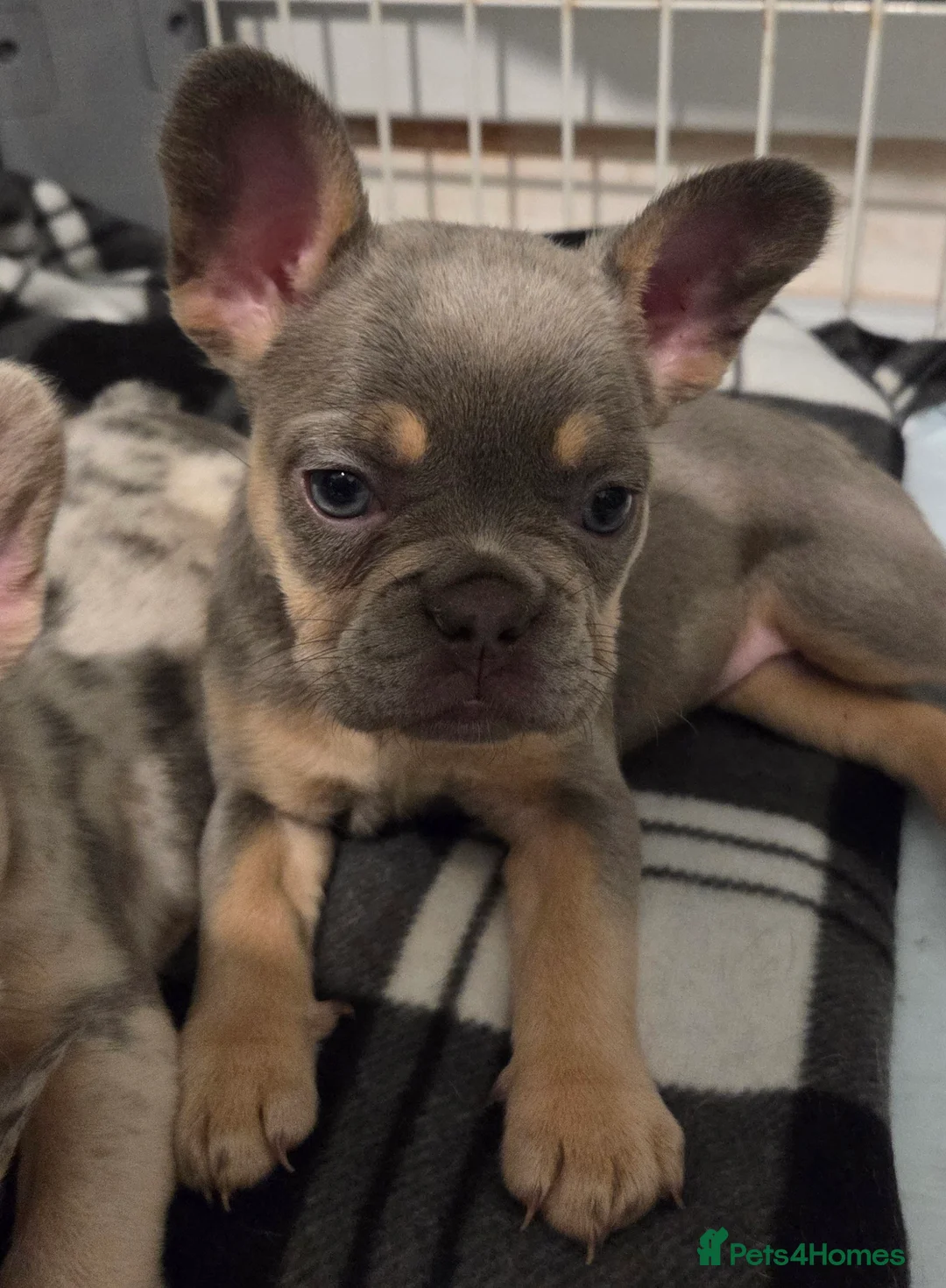 French Bulldog dogs for sale: French bulldog puppys kc registered  - Advert 1