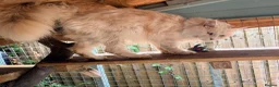 Maine Coon cats for stud: Polydactyl mainecoon stud services - Advert 1