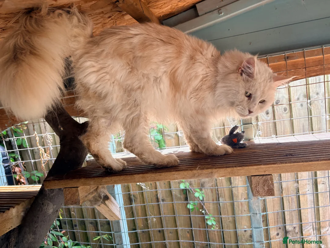 Maine Coon cats for stud: Polydactyl mainecoon stud services - Advert 1