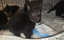 Siamese cats for sale: Siamese X British short hair *2 available  - Image 5