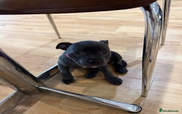 Staffordshire Bull Terrier dogs for sale: Stunning Staffordshire Bull Terrier pups   in Farnborough - Image 11