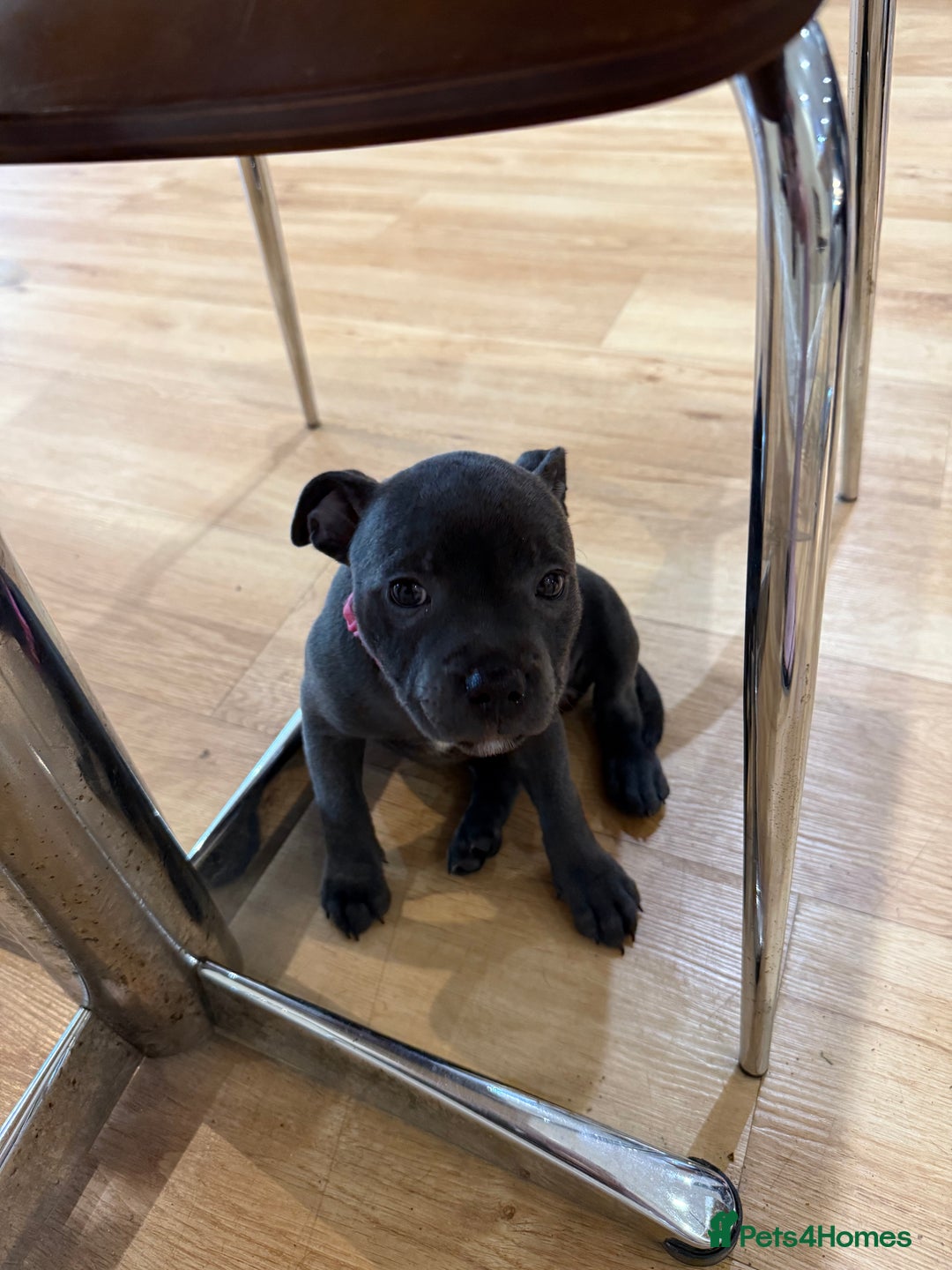 Staffordshire Bull Terrier dogs for sale: Stunning Staffordshire Bull Terrier pups   in Farnborough - Image 11