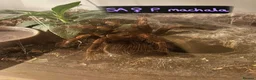Tarantulas invertebrates for sale: Various tarantulas looking for new homes - Advert 5