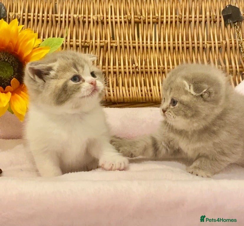 Scottish Fold cats 🧸QUALITY TICA REG FAWN SCOTTISH/BSH 😻🧸 - Advert 5