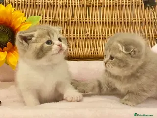 Scottish Fold cats 🧸QUALITY TICA REG FAWN SCOTTISH/BSH 😻🧸 - Advert 5
