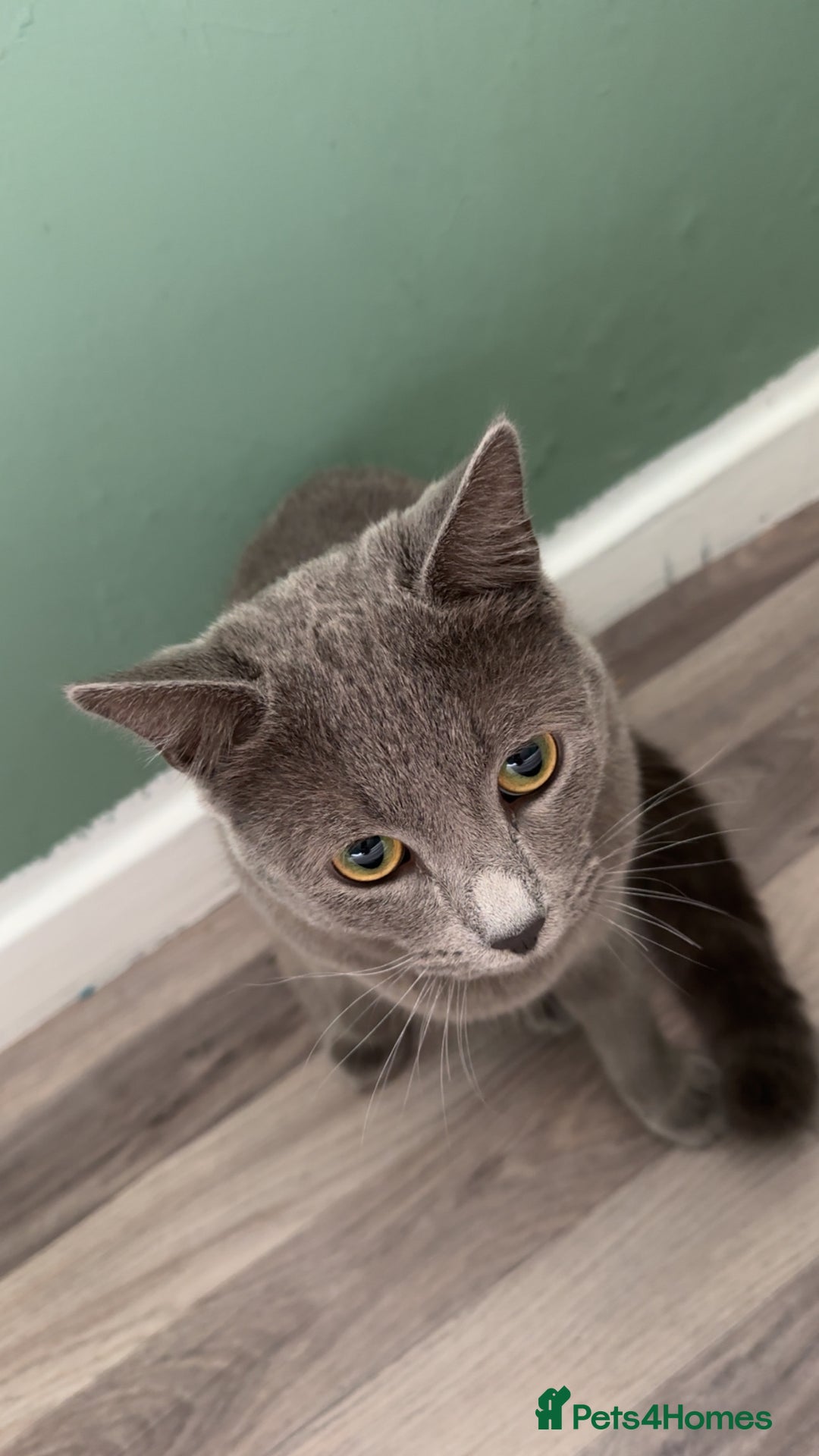 Scottish Fold cats for sale: his name, Leo very cuddly cat  - Image 3