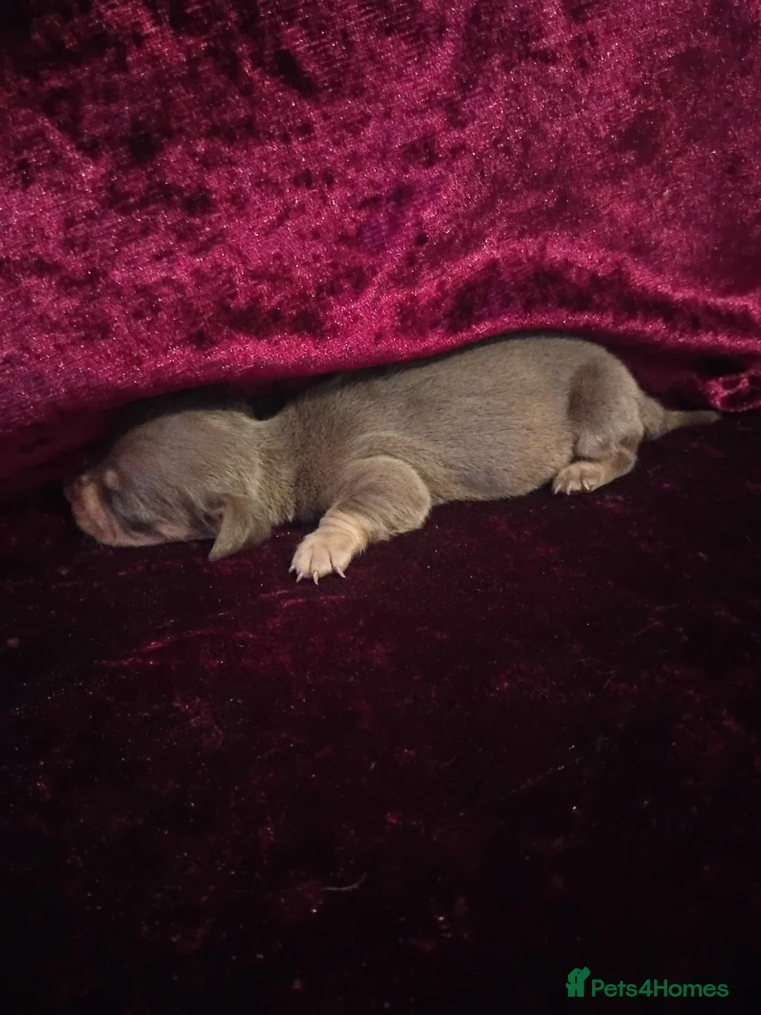 Miniature Dachshund dogs for sale: READY ,Miniature Dauchund puppy - Advert 12