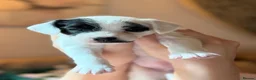 Mixed Breed dogs for sale: Miniature Poodle Cross Puppies  - Advert 17