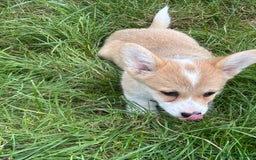 Welsh Corgi Pembroke dogs for sale: Beautiful Pembroke Corgi Pups - Image 4