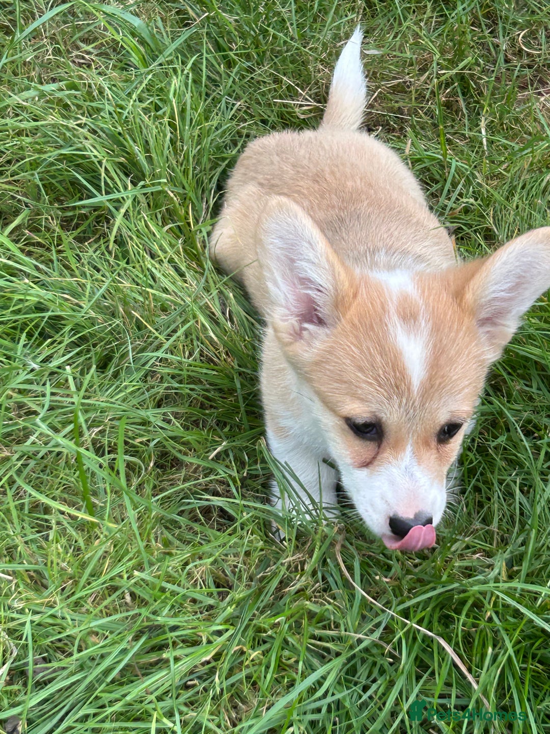 Welsh Corgi Pembroke dogs for sale: Beautiful Pembroke Corgi Pups - Image 4