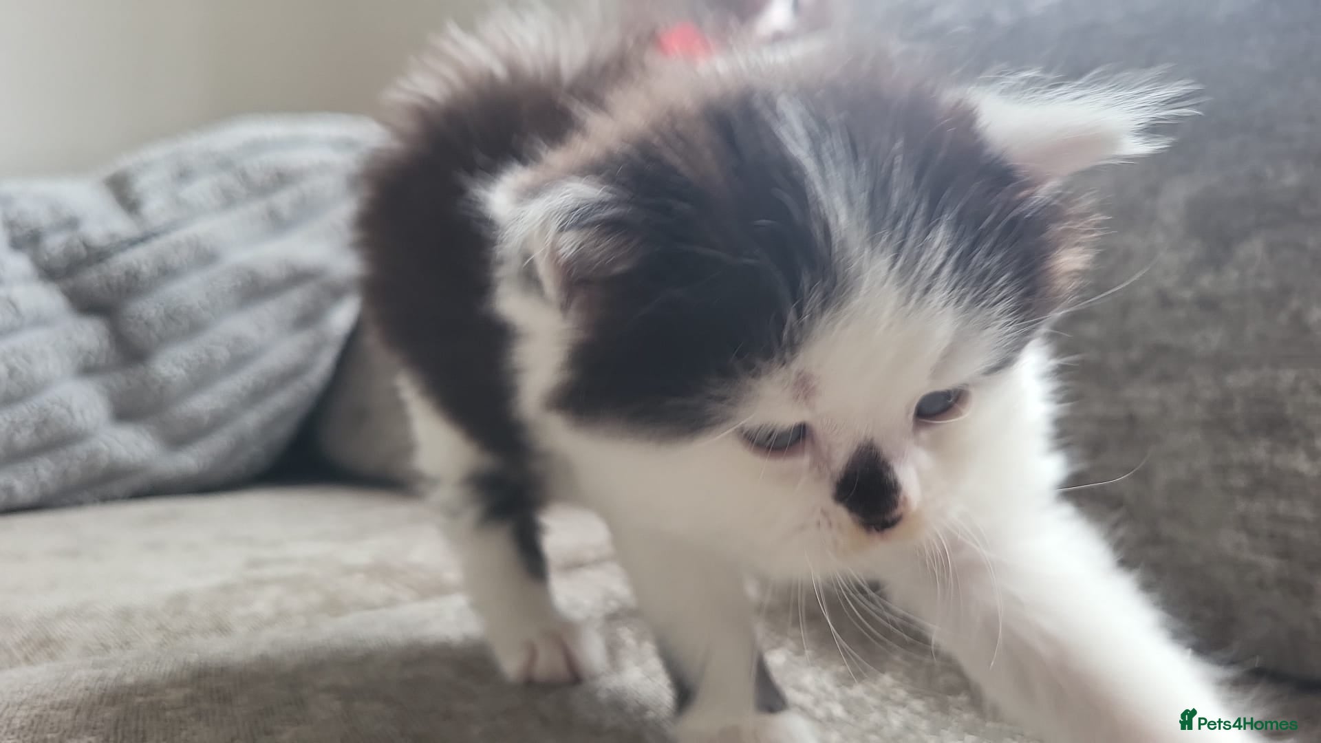 Persian cats for sale: Long haired Doll faced Persian cross  - Advert 12