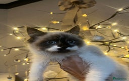 Ragdoll cats for sale: 2 beautiful fluffy ragdoll kittens for sale  - Advert 3
