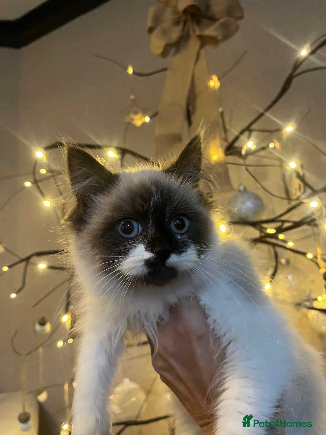 Ragdoll cats for sale: 2 beautiful fluffy ragdoll kittens for sale  - Advert 3