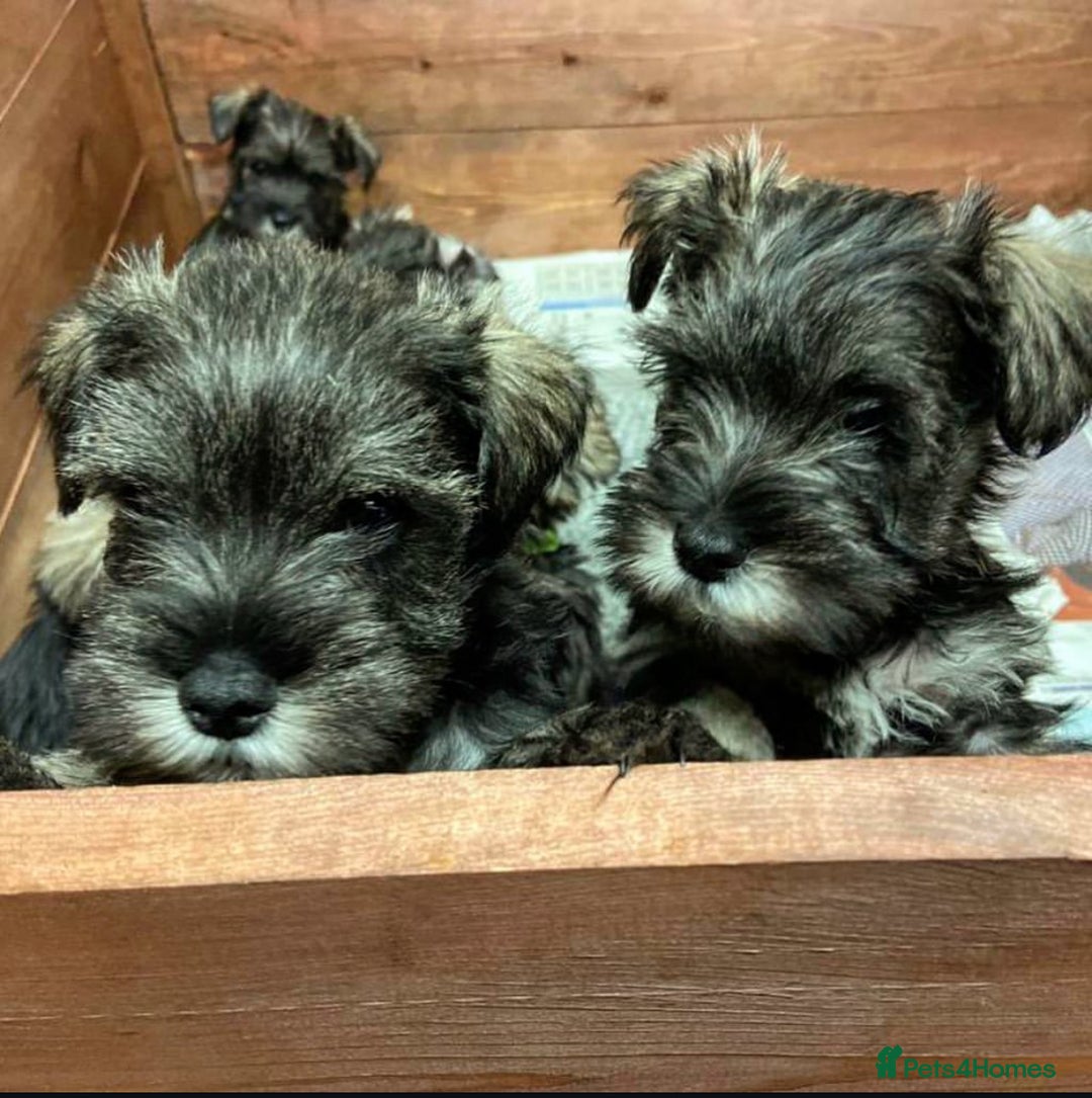 Miniature Schnauzer dogs for sale: KC reg Beautiful miniature Schnauzer puppies  - Image 8