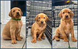 Labrador Retriever dogs for sale: Fox Red Labrador Puppies From Working Parents - Image 1