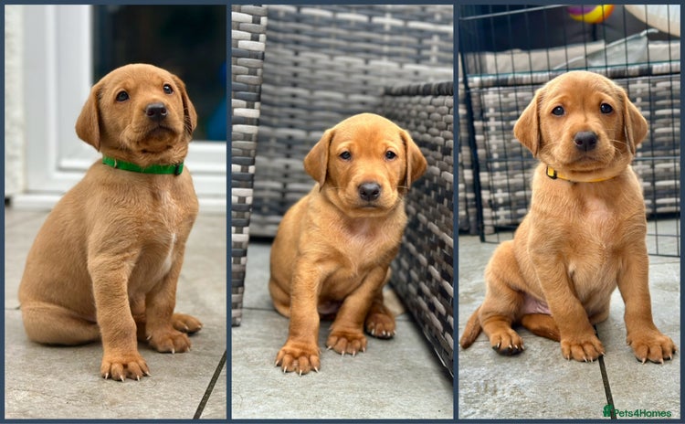 Labrador Retriever dogs - Advert 4