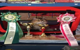 Scottish Fold cats for stud: Inter-champion SFLH straight male stud only  - Image 6