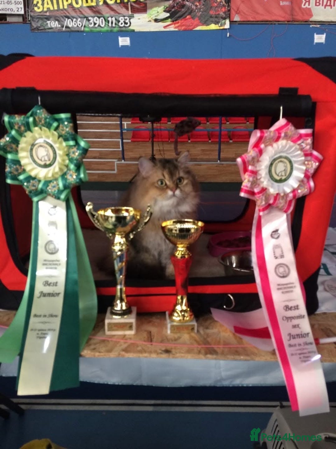 Scottish Fold cats for stud: Inter-champion SFLH straight male stud only  - Image 6