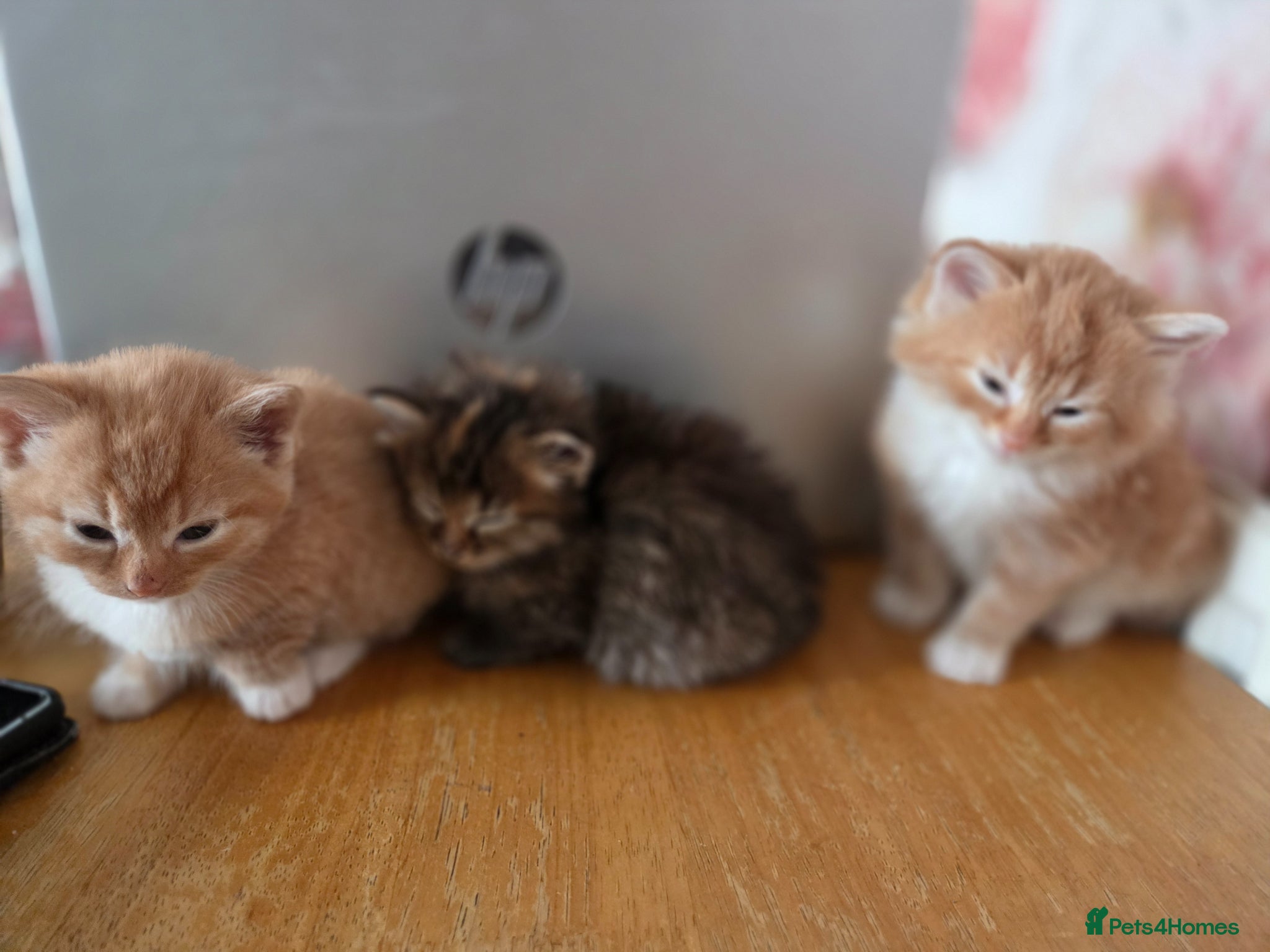 Mixed Breed cats 3 gorgeous kittens for sale - Advert 6