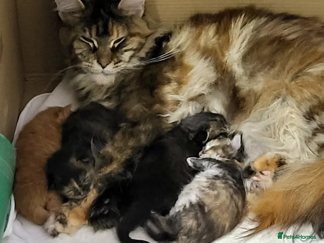 Maine Coon cats for sale: HOME BREED TICA REGISTERED KITTENS in King's Lynn - Advert 1