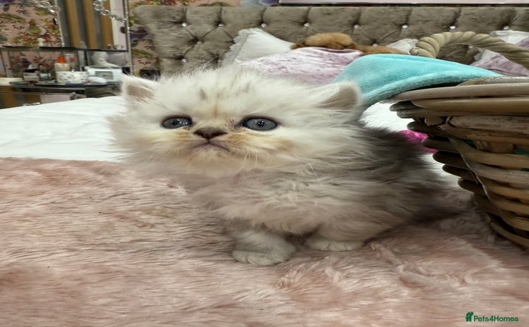Persian cats - Advert 1