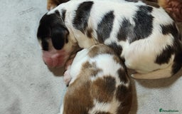 Cocker Spaniel dogs for sale: KC Registered Cocker Spaniels ready for Christmas - Image 22