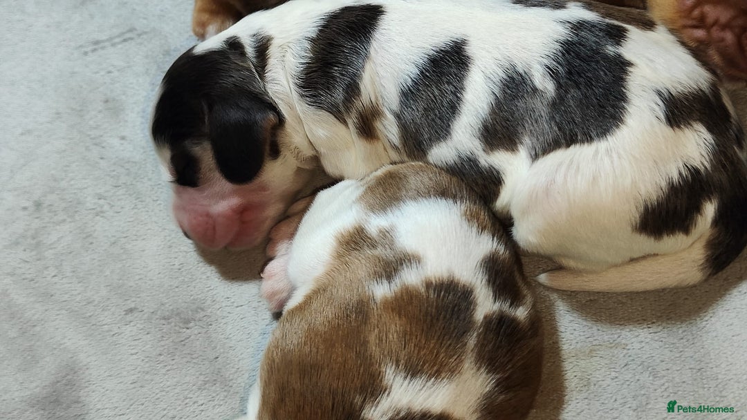 Cocker Spaniel dogs for sale: KC Registered Cocker Spaniels ready for Christmas - Image 22