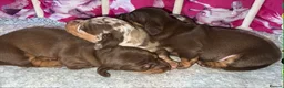 Miniature Dachshund dogs for sale: Stunning kc babies ready to leave ready for  **  in Portsmouth - Advert 3